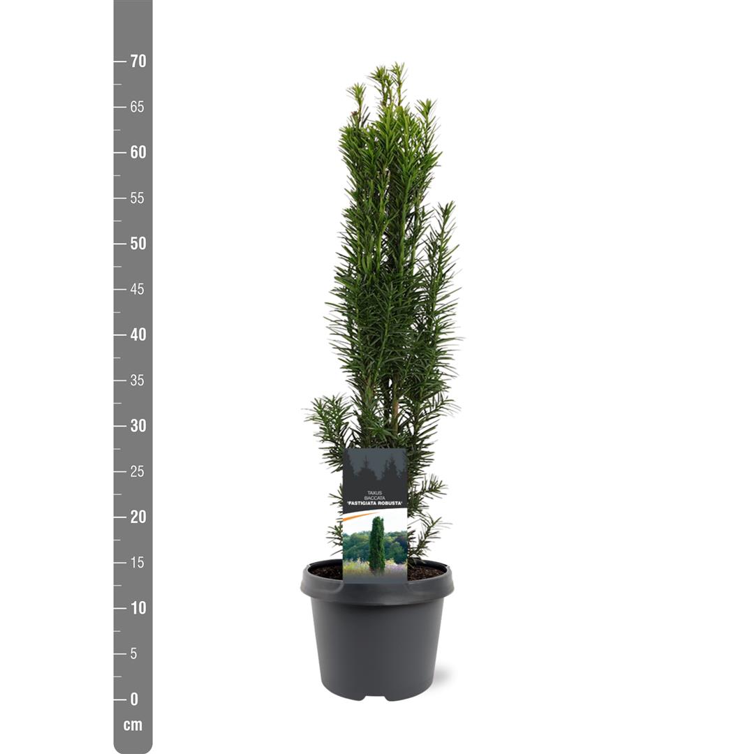 Taxus baccata &
