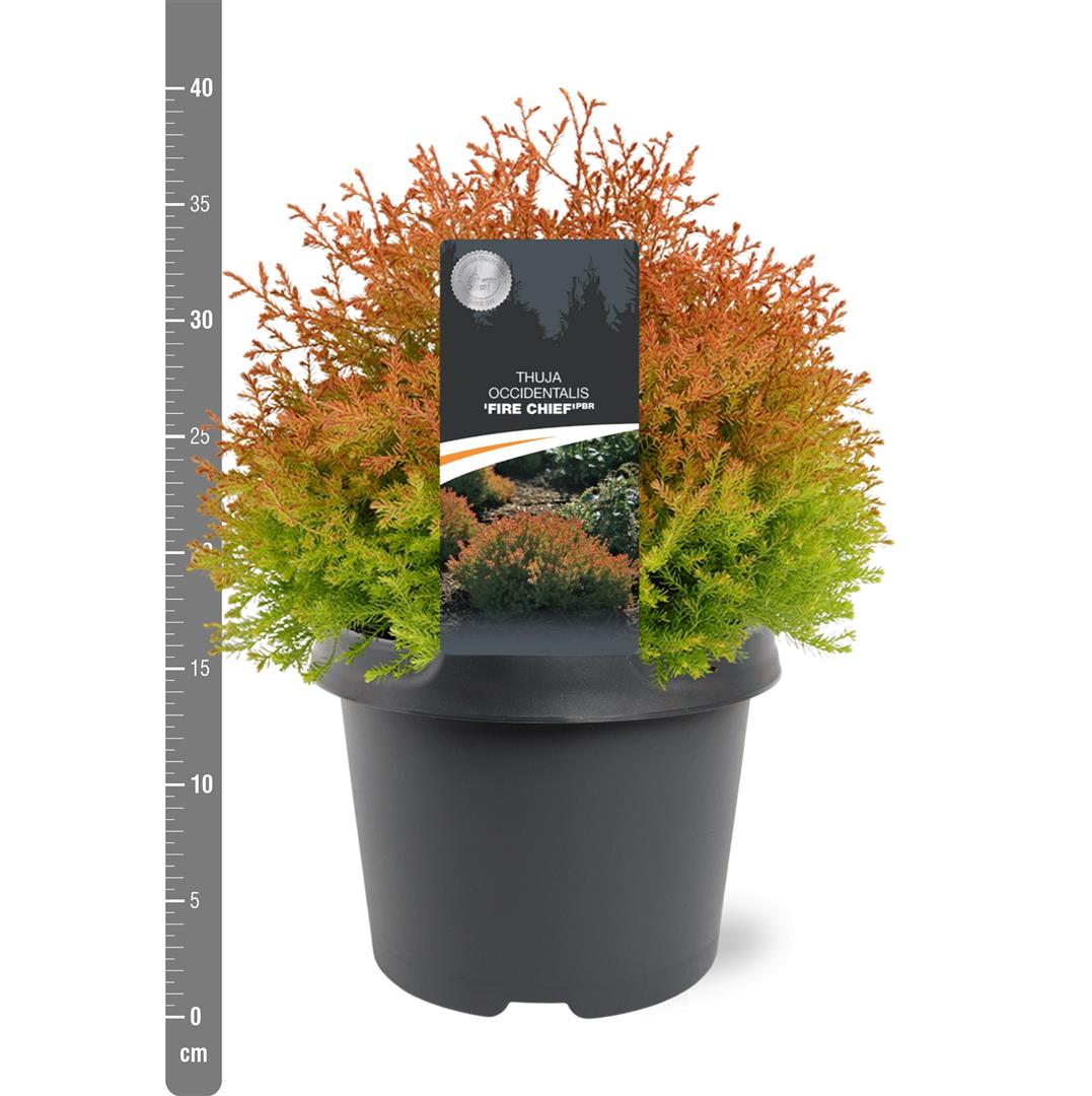 Thuja occidentalis &