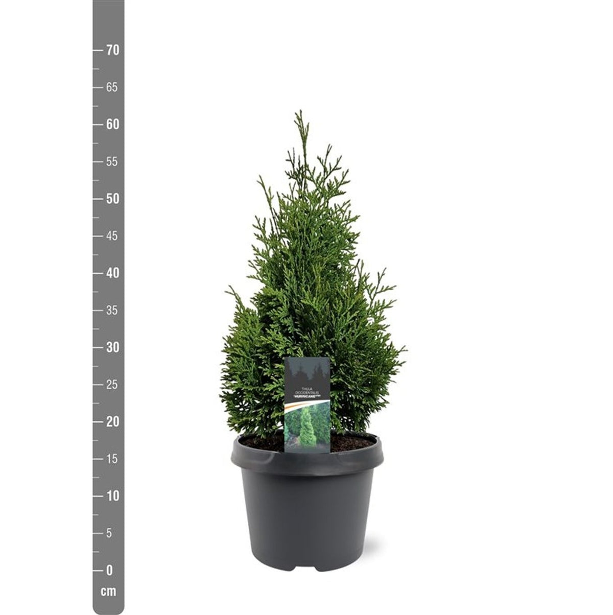 Thuja occidentalis &