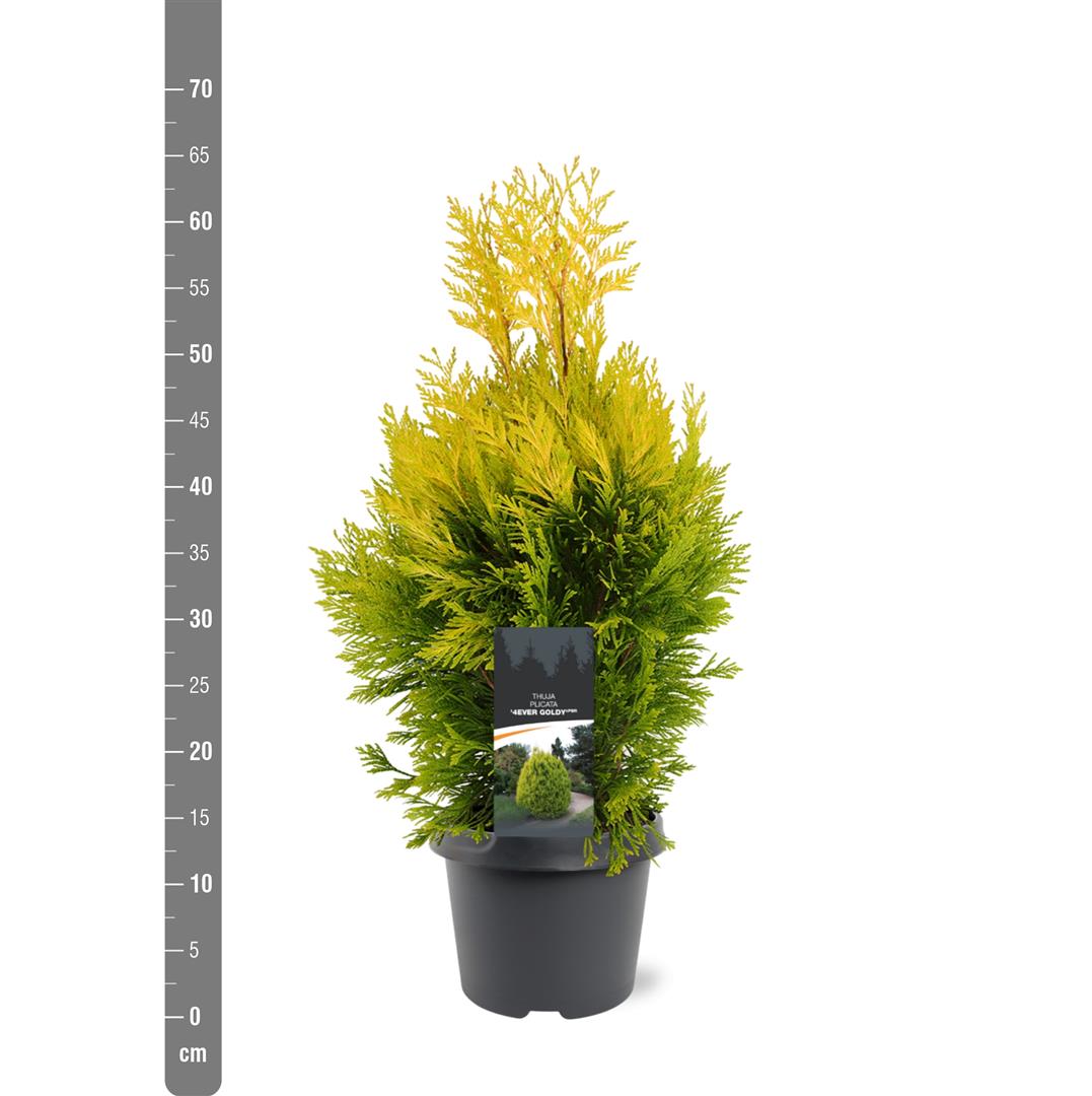Thuja plicata &