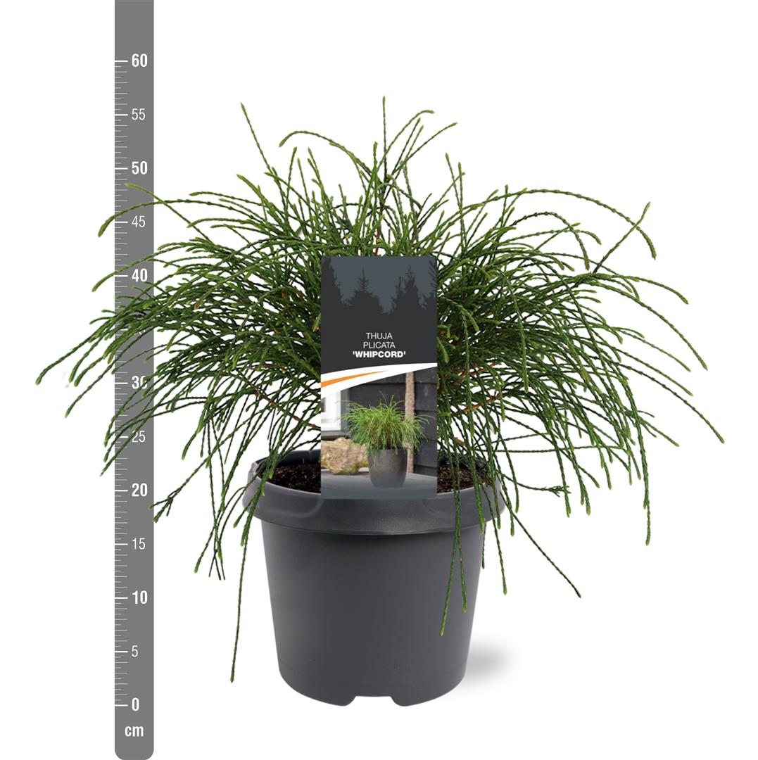 Thuja plicata &