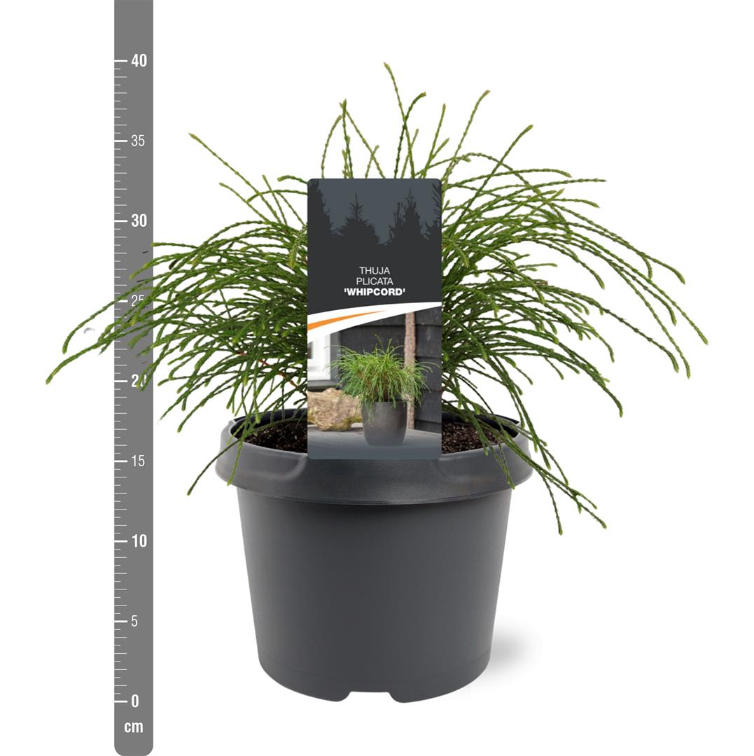 Thuja plicata &