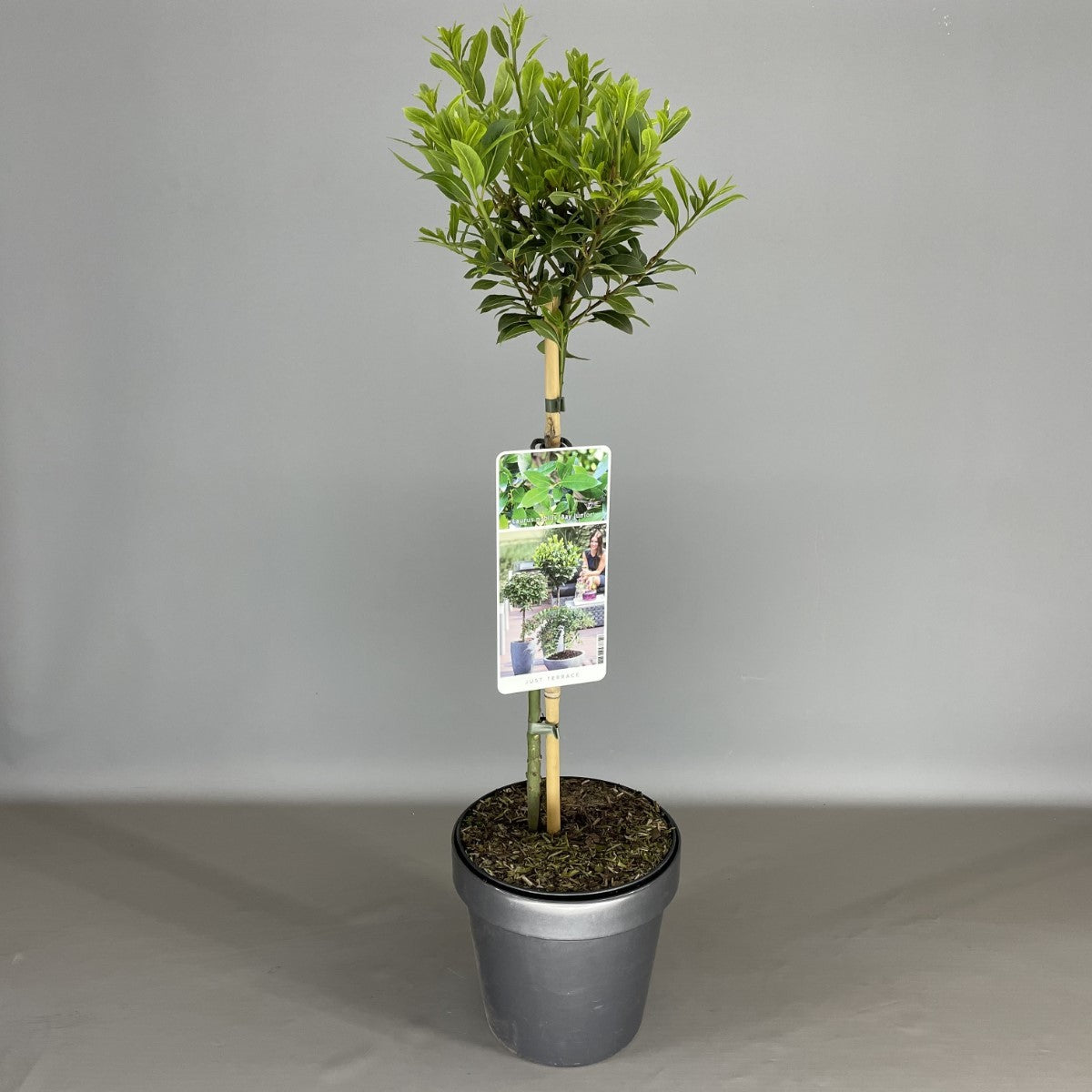 Laurus nob. &