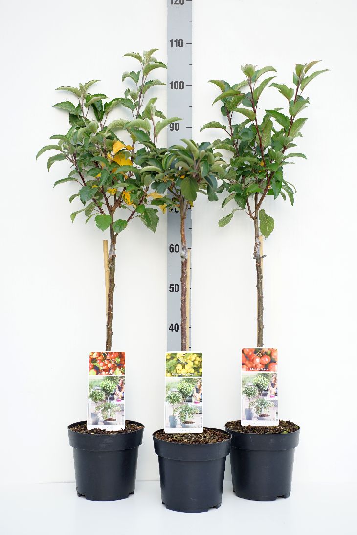 Malus i sorter 50 cm stam C3 (3 liters kruka) / 19 cm kruka