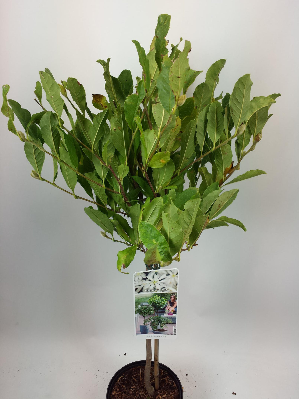 Magnolia stellata C10 (10 liters kruka) 60-80 cm