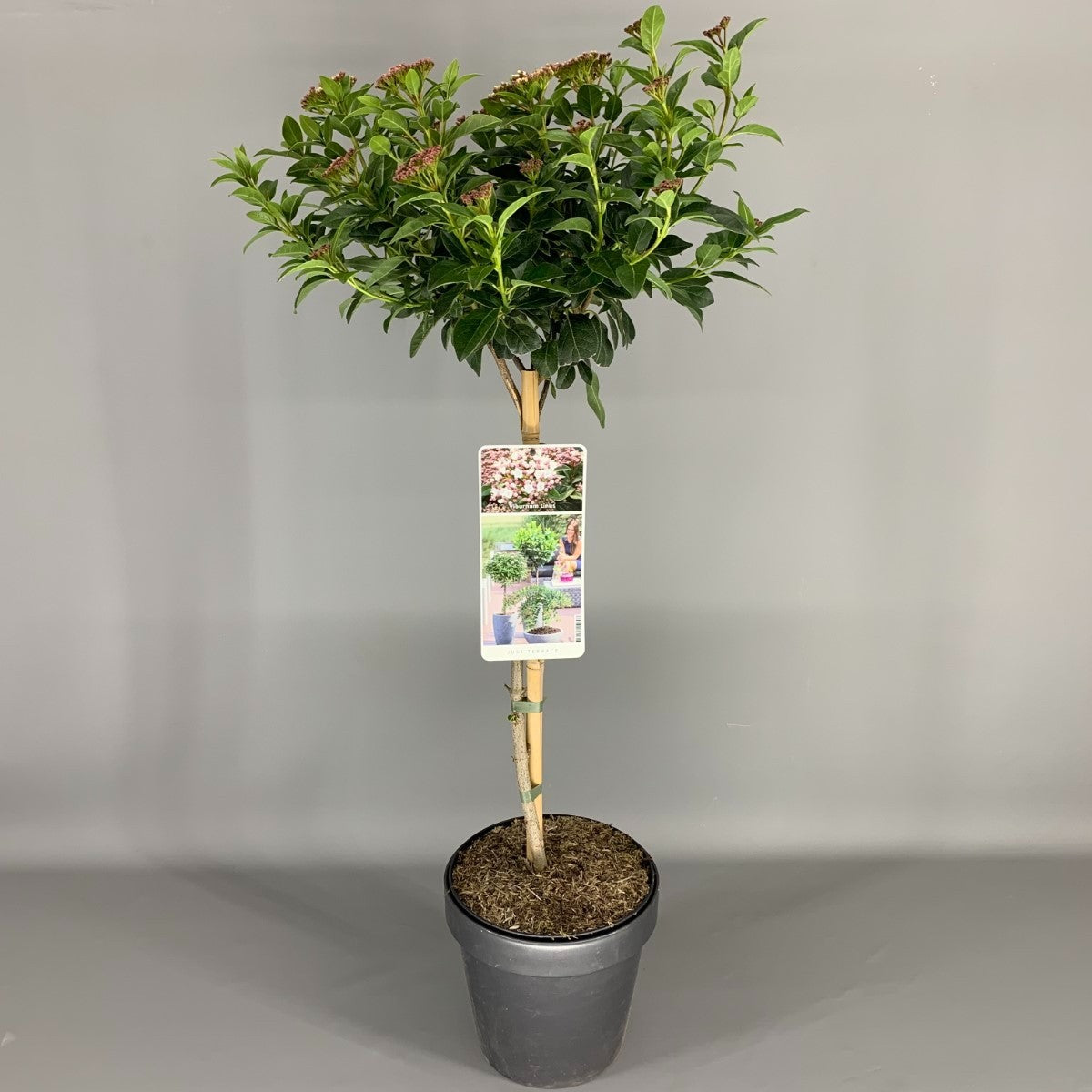 Viburnum tinus stam 50 cm C3 (3 liters kruka) 2-årig krona