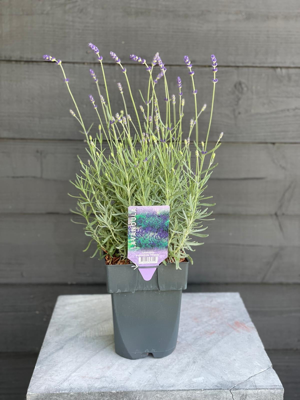 Lavandula angustifolia &