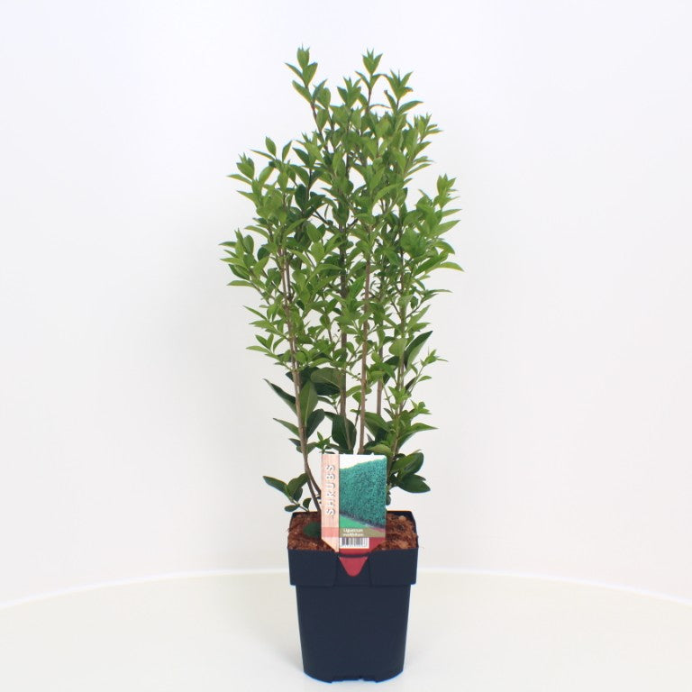 Ligustrum ovalifolium C2 (2 liters kruka) / 17 cm kruka 40-50 cm