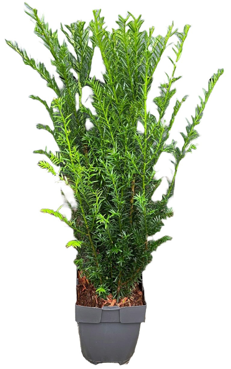 Taxus baccata C2 (2 liters kruka) / 17 cm kruka 40-50 cm