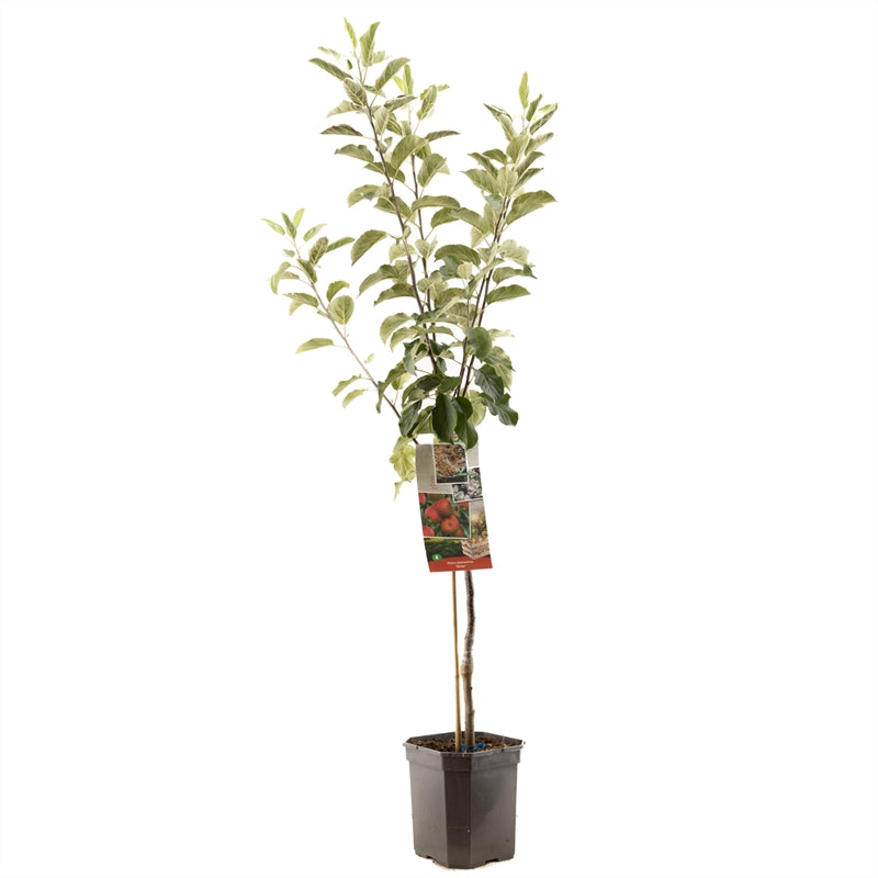 Äppleträd Elstar - cont. 6,5L 60 cm stam