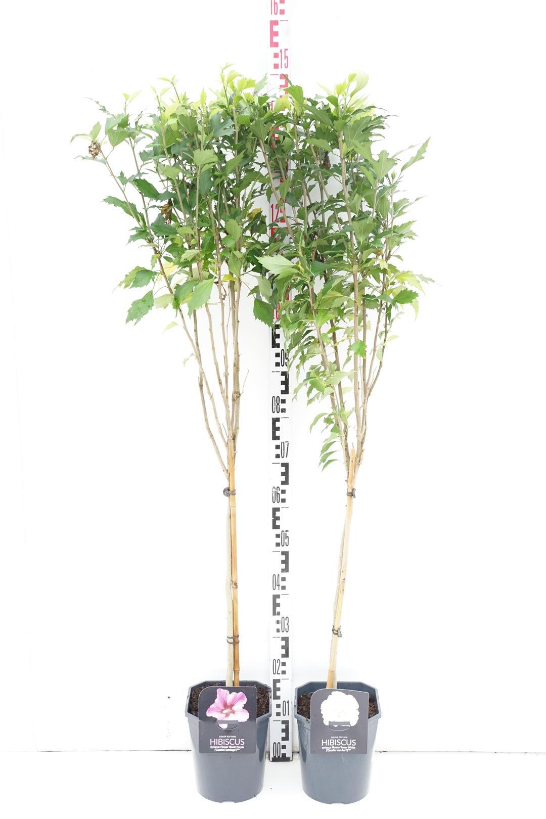 Hibiscus syriacus &