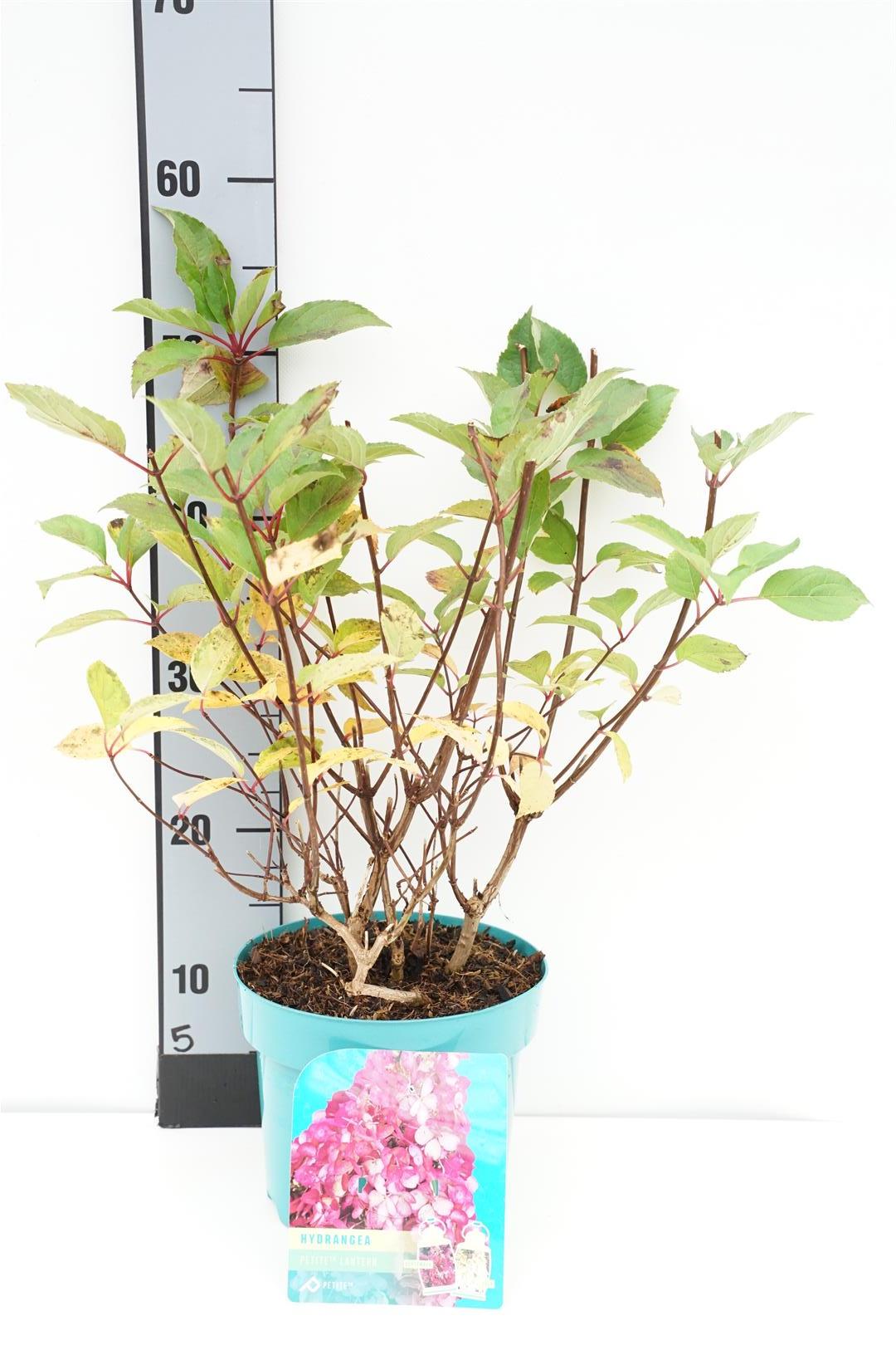 Hydrangea paniculata &