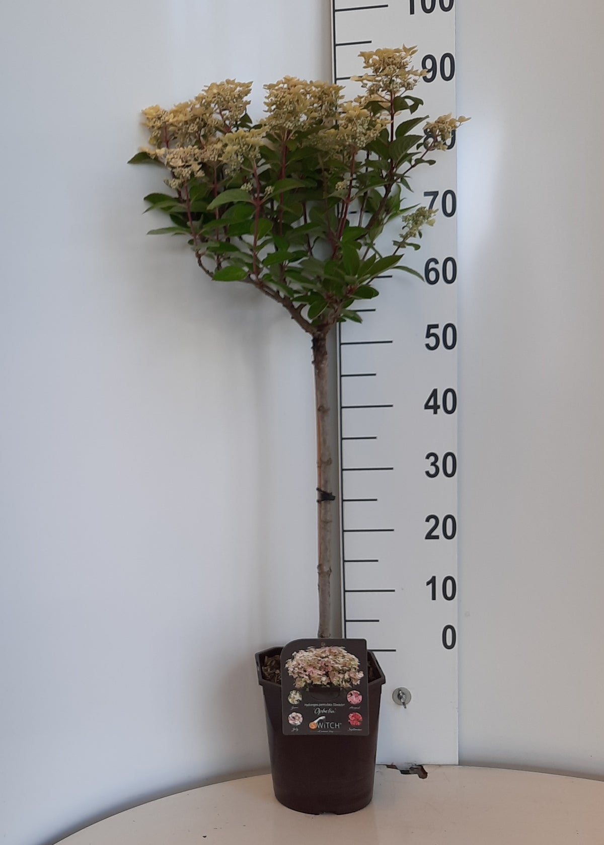 Vipphortensia Hydrangea paniculata (S)witch® &