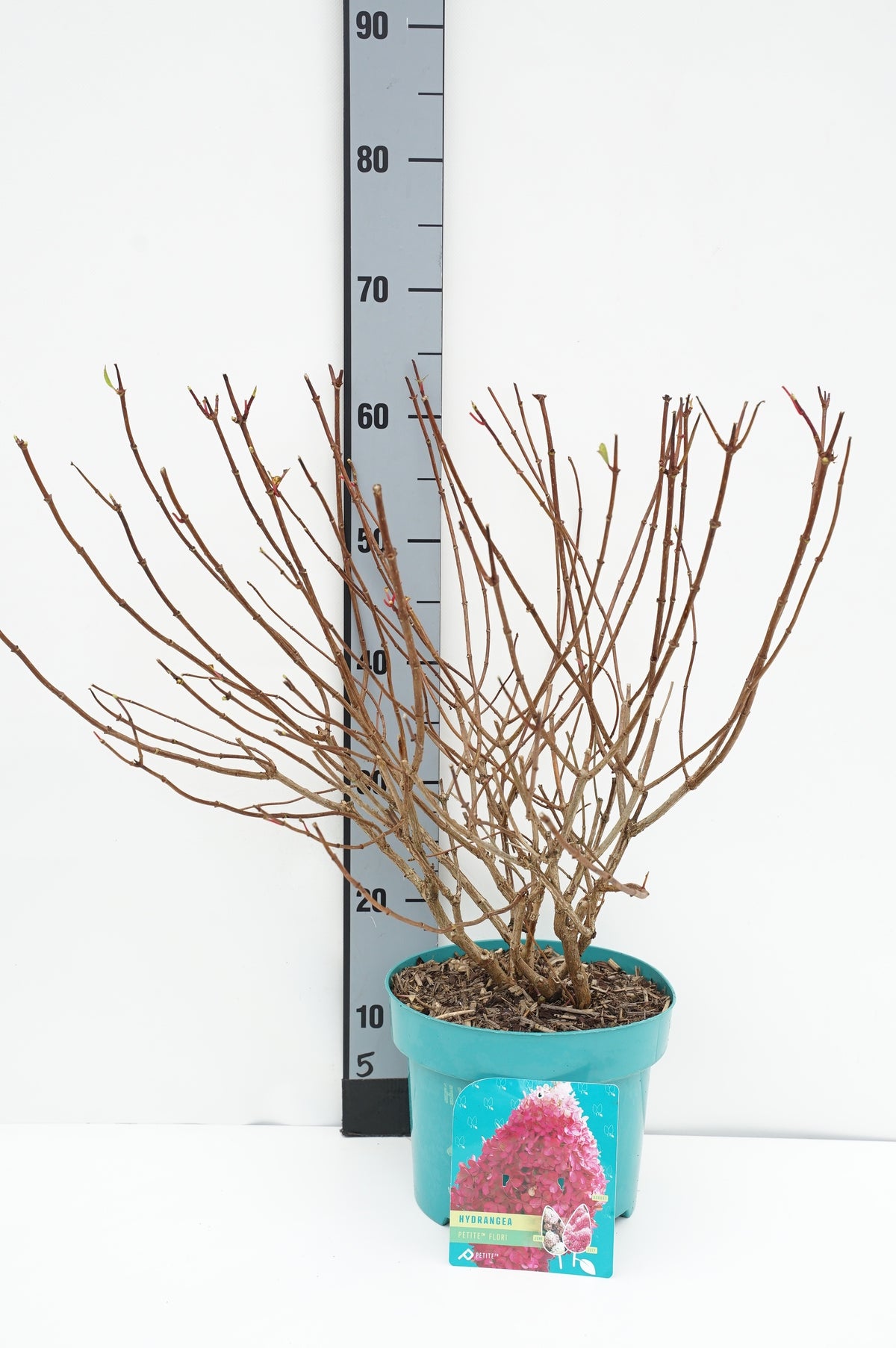 Prunus laurocerasus &