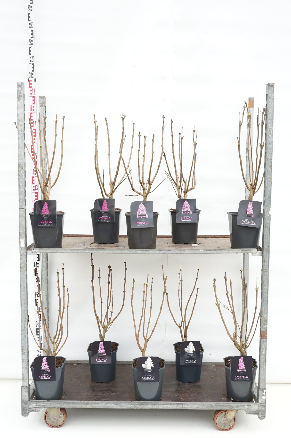 Syringa vulgaris i sorter C4,5 50-60 cm