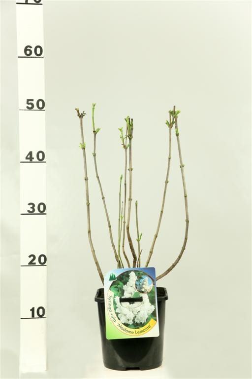 Syringa vulgaris &