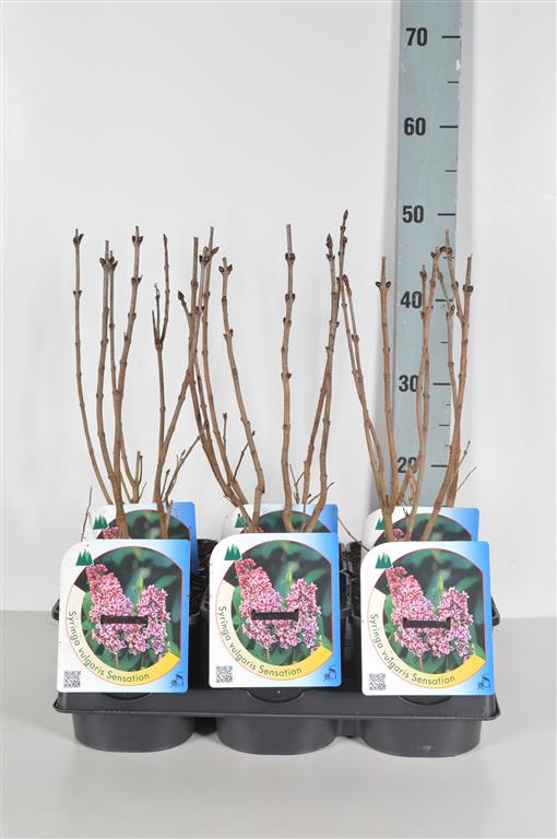 Syringa vulgaris &