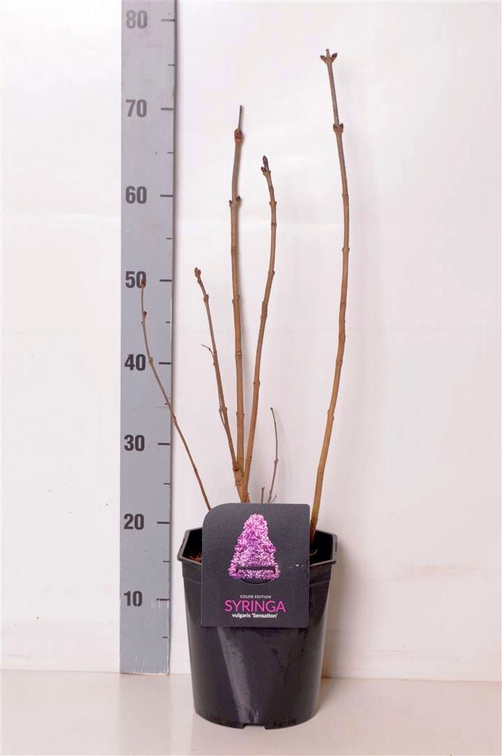 Syringa vulgaris &