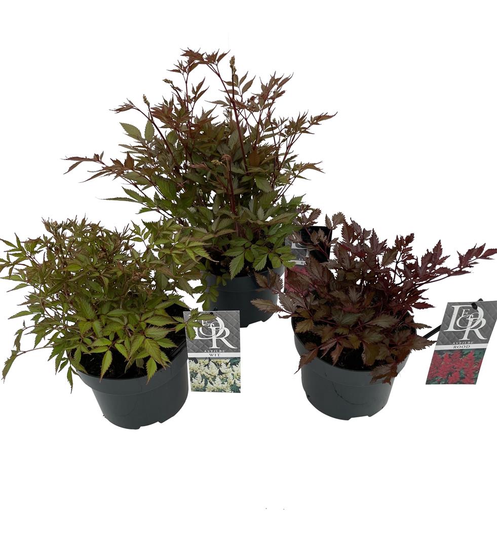 Astilbe i olika sorter - C2 (2 liters kruka / 17 cm kruka)