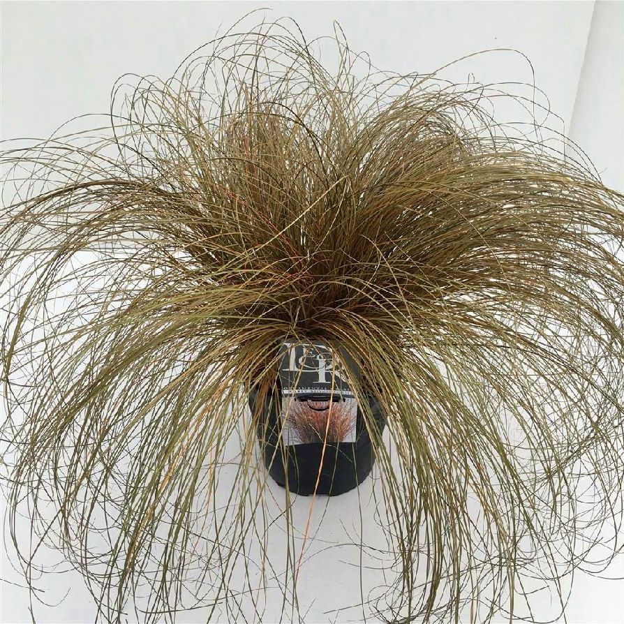 Carex &