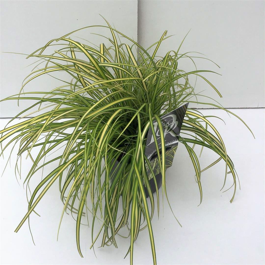 Carex &