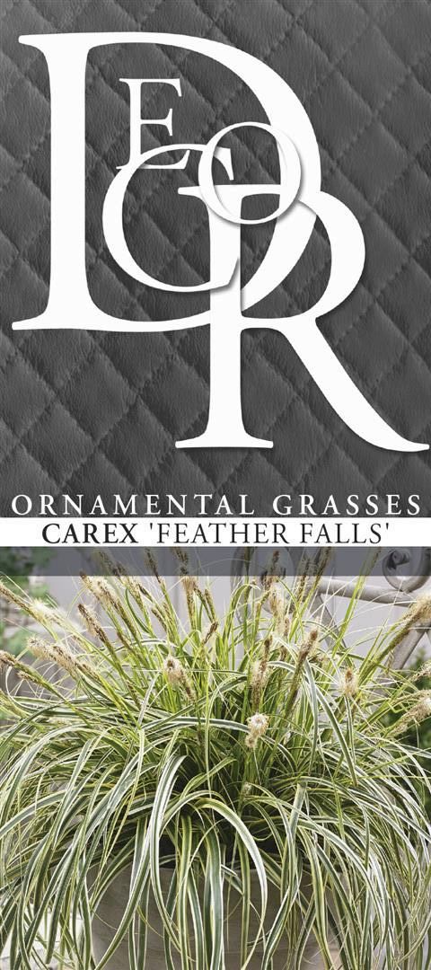Carex &