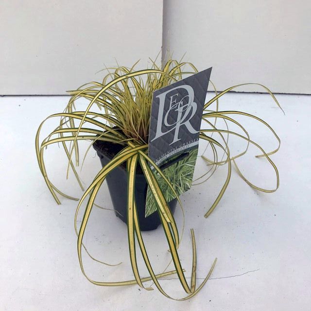 Carex oshimensis &