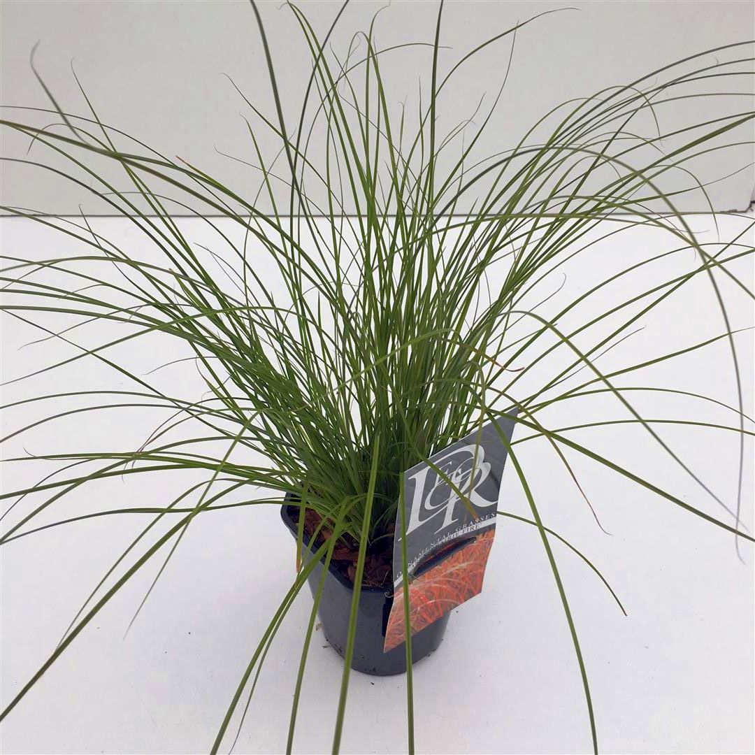 Carex testacea &