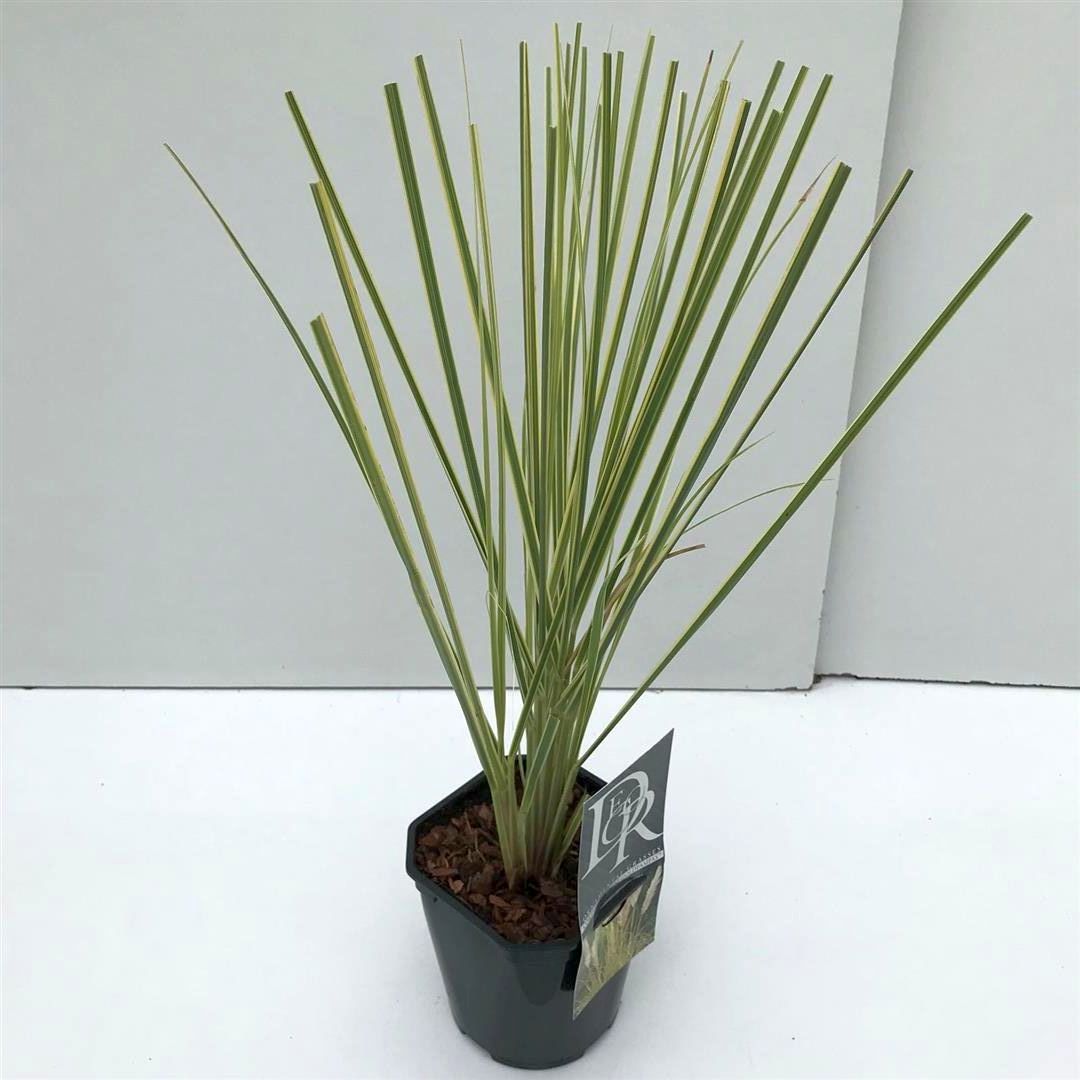 Cortaderia sell. &