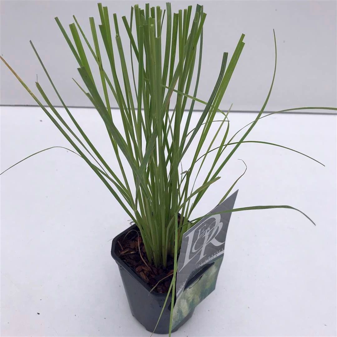 Cortaderia sell. &