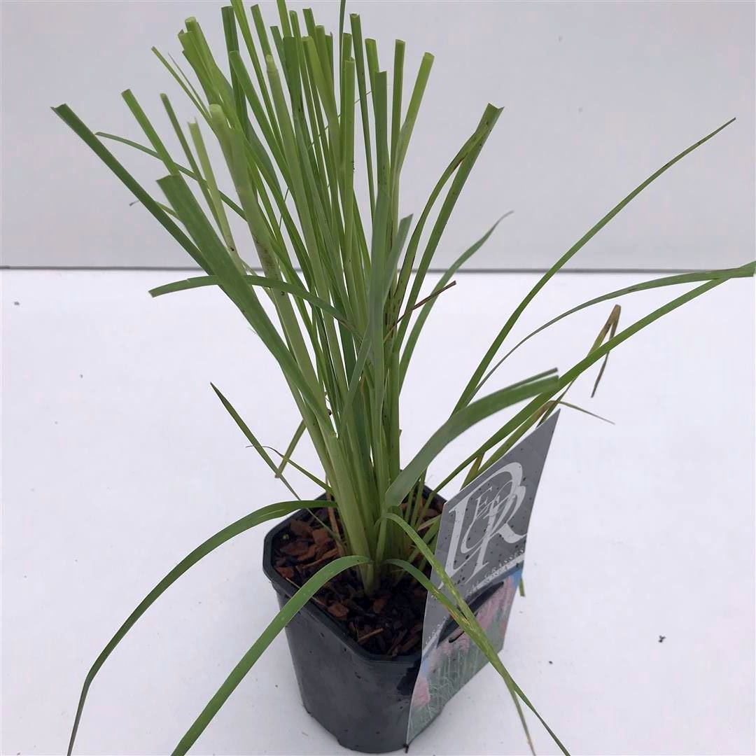 Cortaderia sell. &