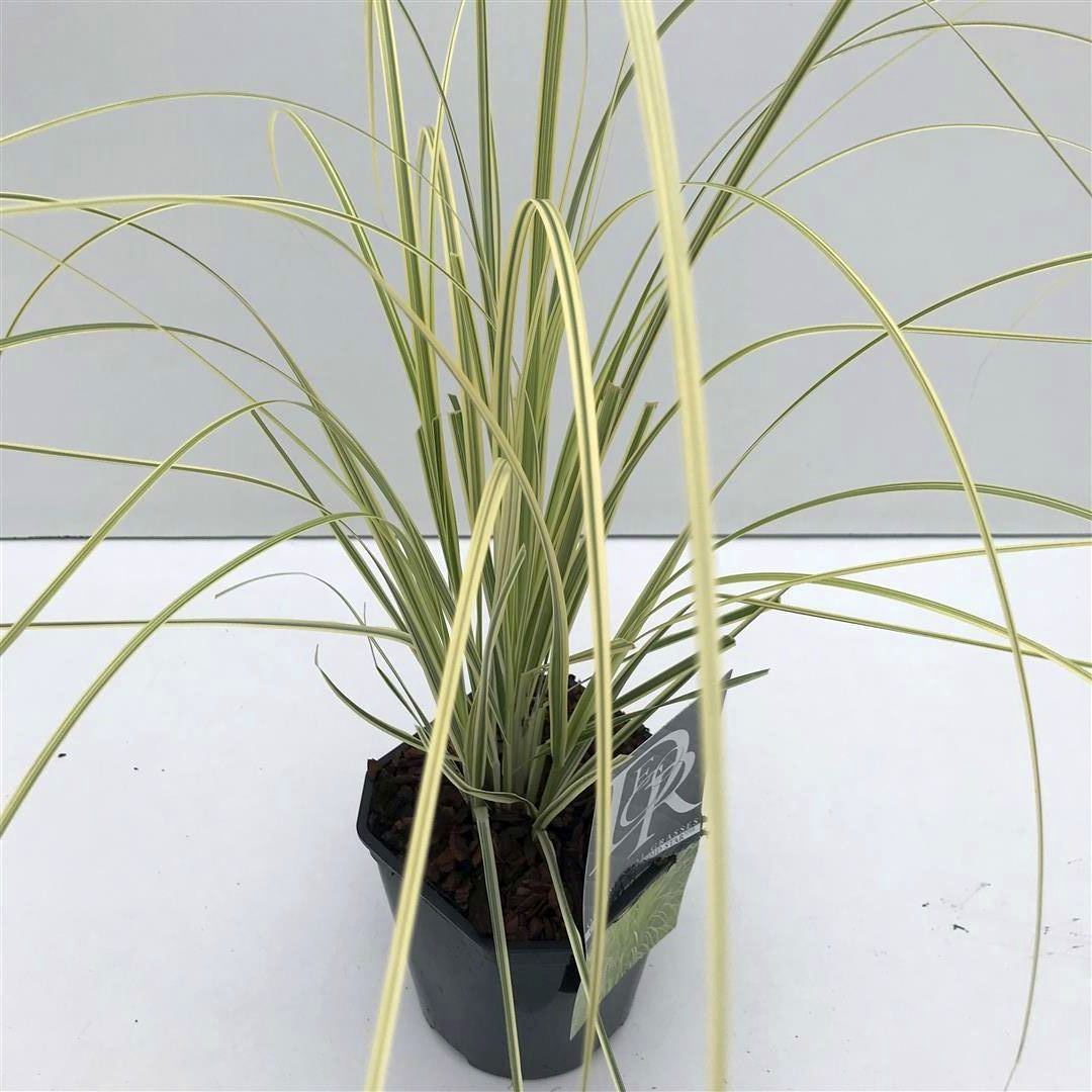 Cortaderia selloana &