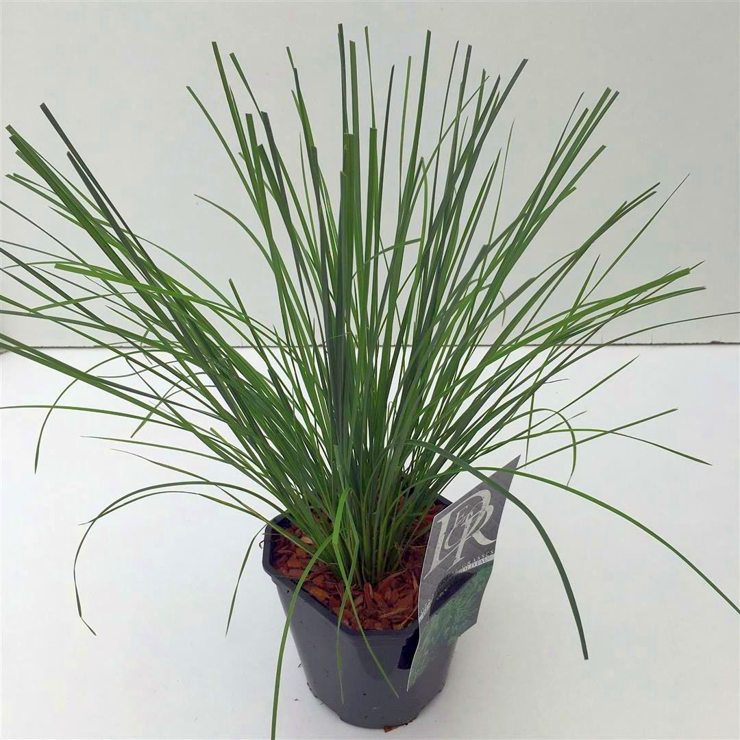 Deschampsia cesp. &