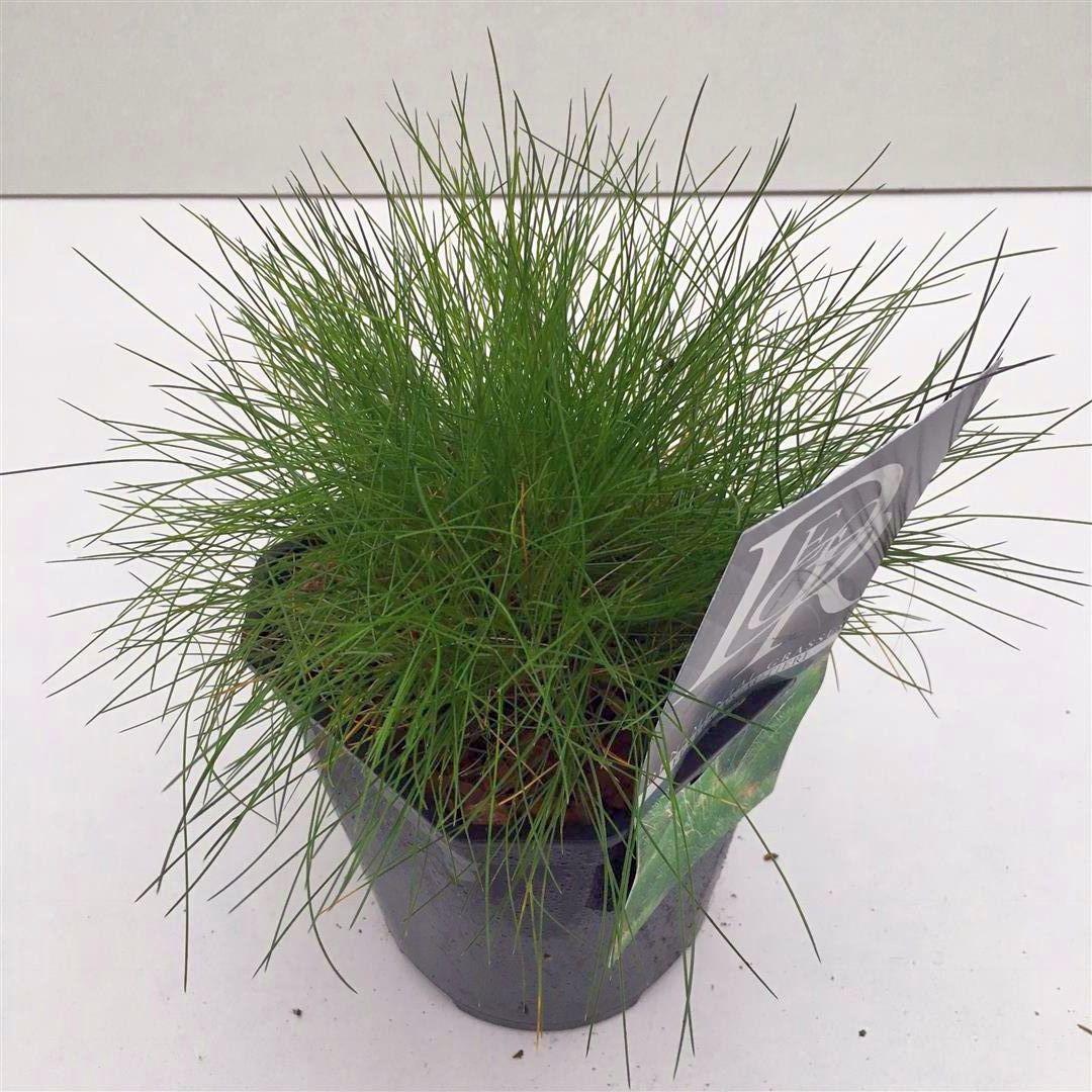 Festuca gautieri C2 (2 liters kruka) / 17 cm kruka