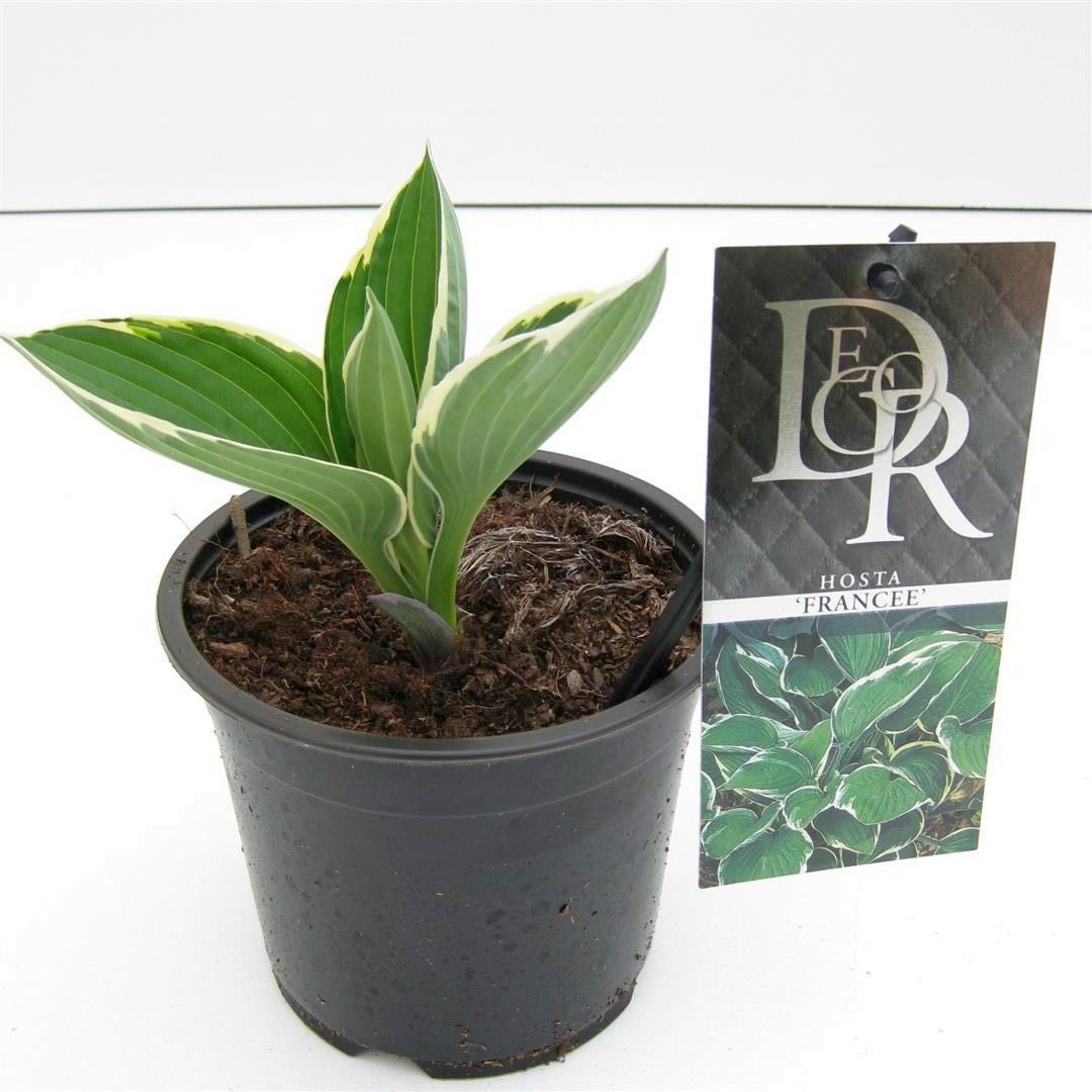 Hosta fortunei &