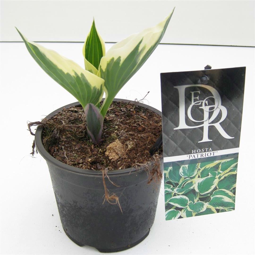 Hosta &
