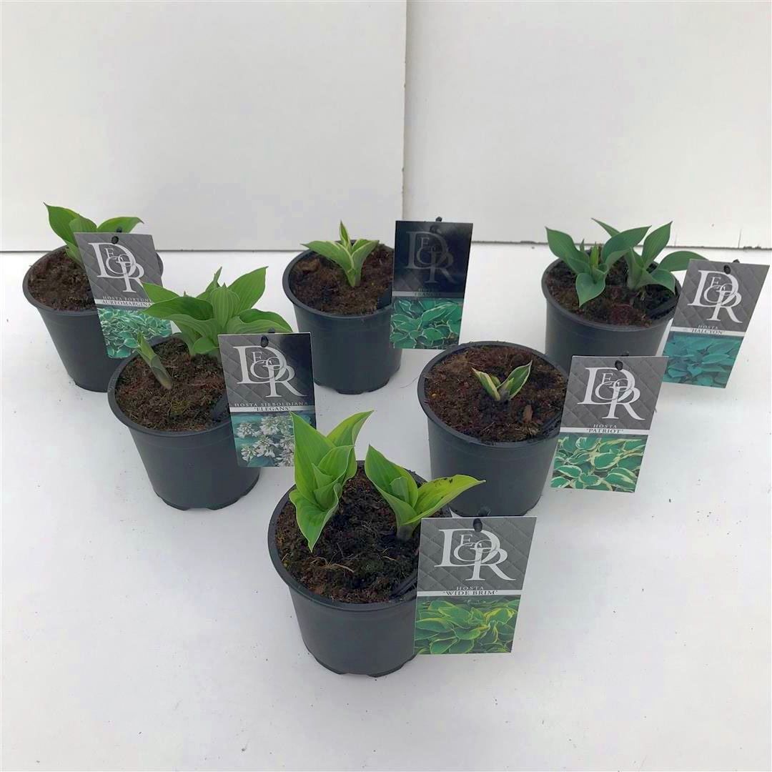 Hosta i sorter C1 (1 liters kruka) / 13 cm kruka