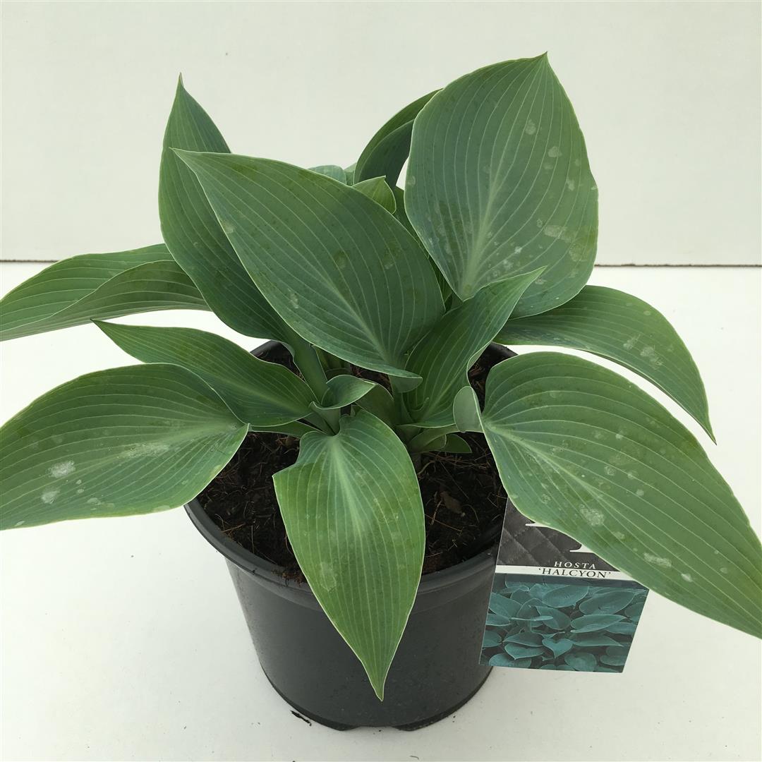 Hosta tardiana &