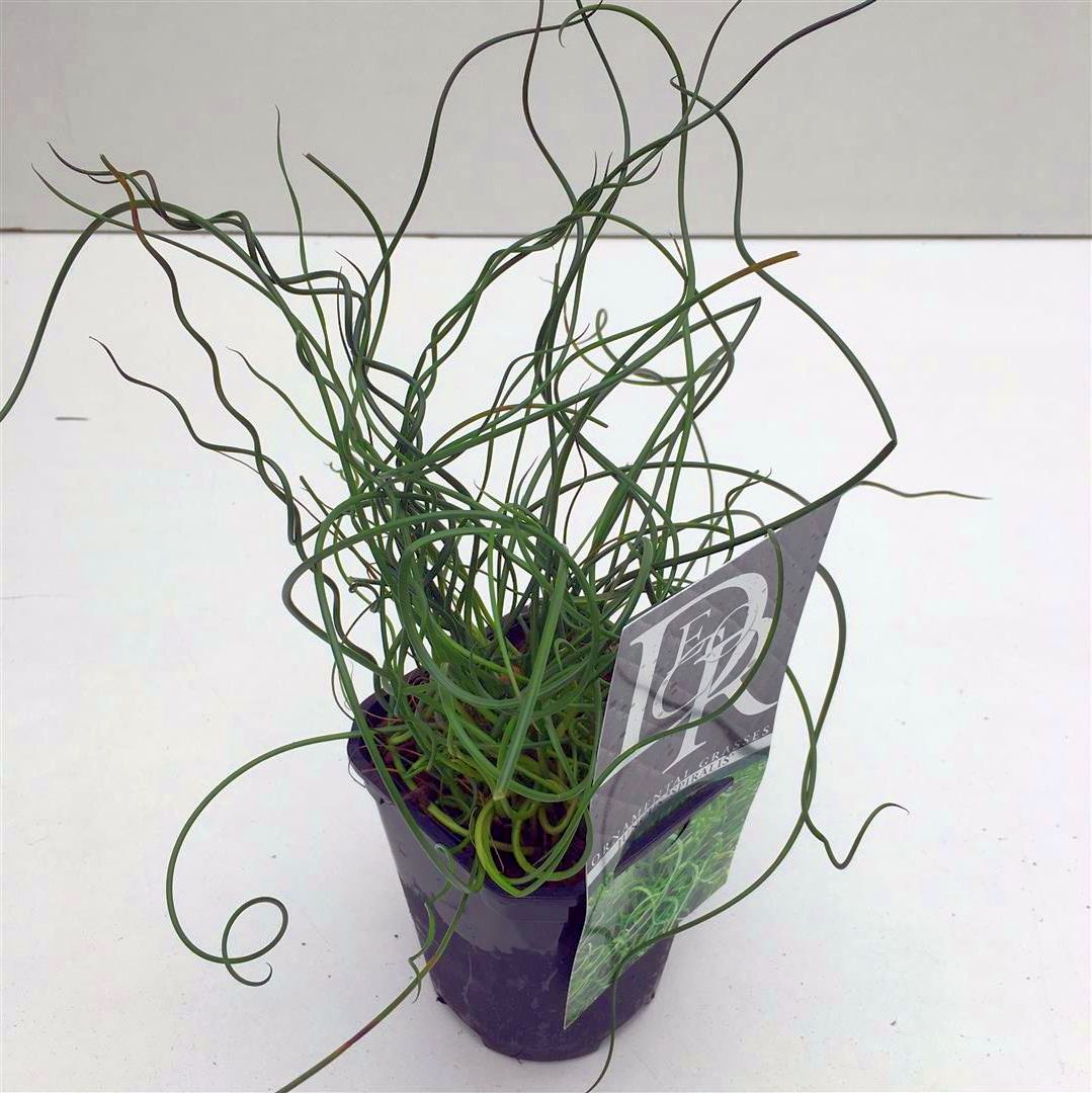 Juncus effusus &
