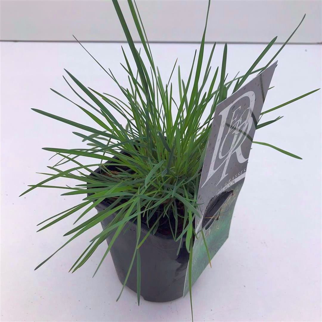 Koeleria glauca 9 cm kruka