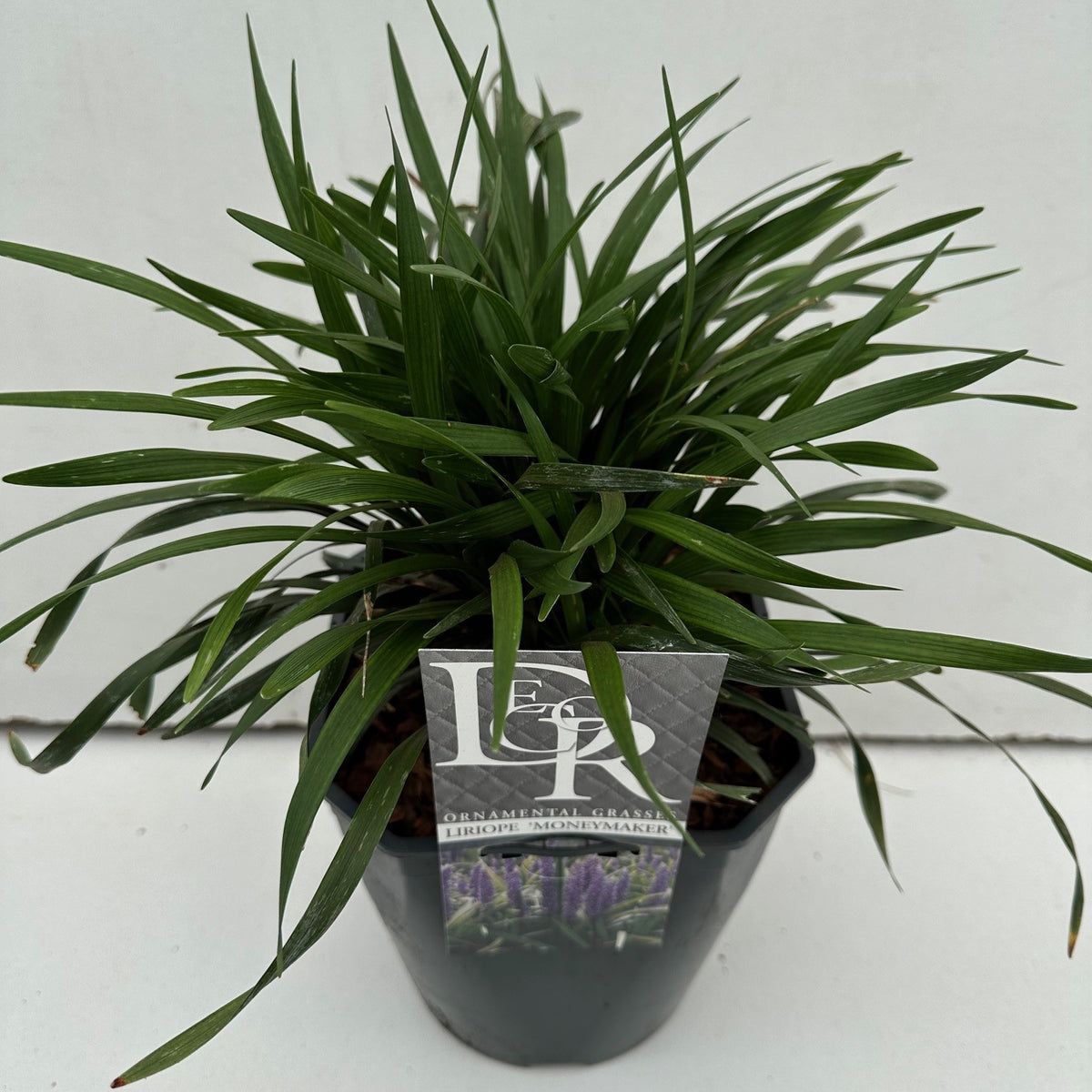 Liriope muscari &