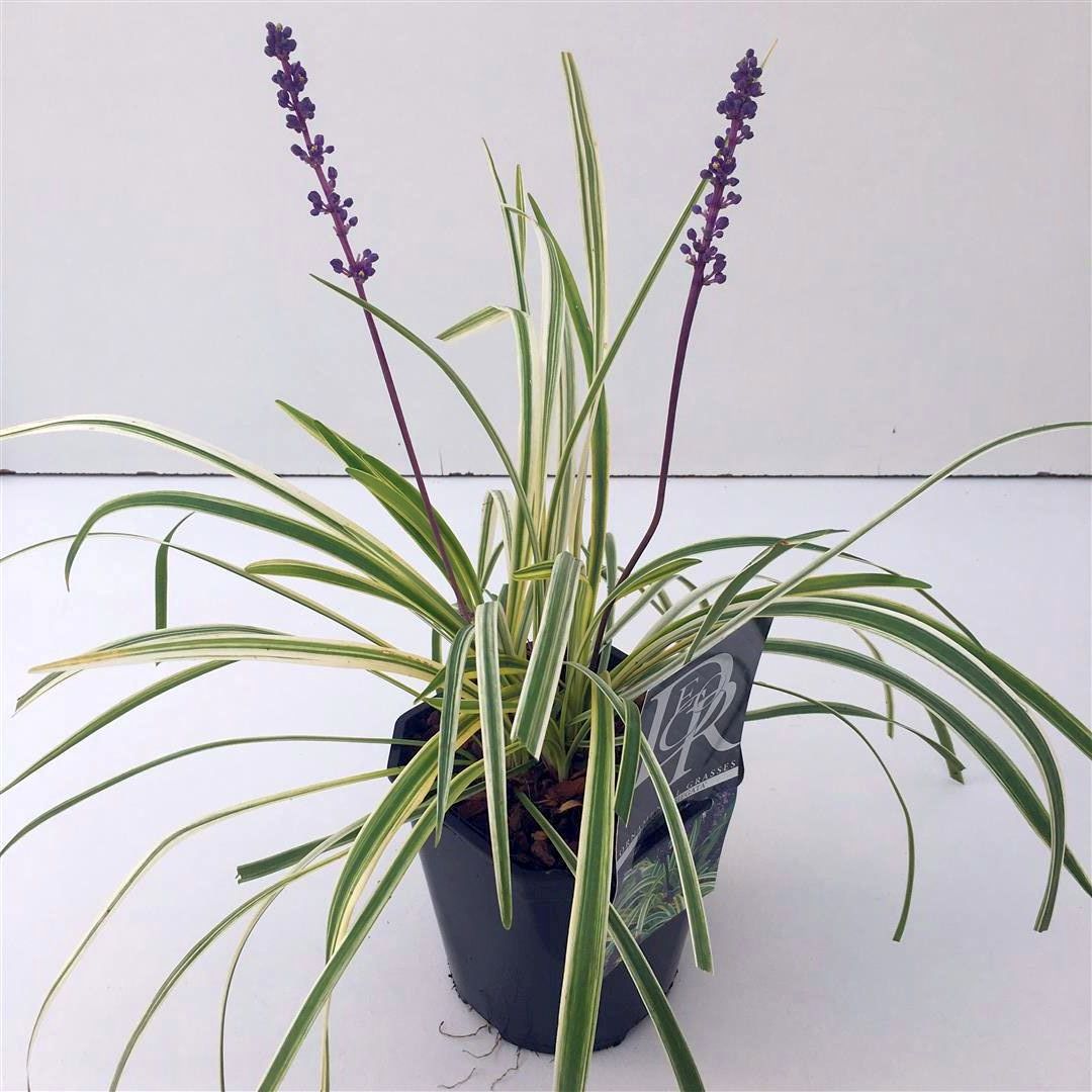 Liriope muscari &