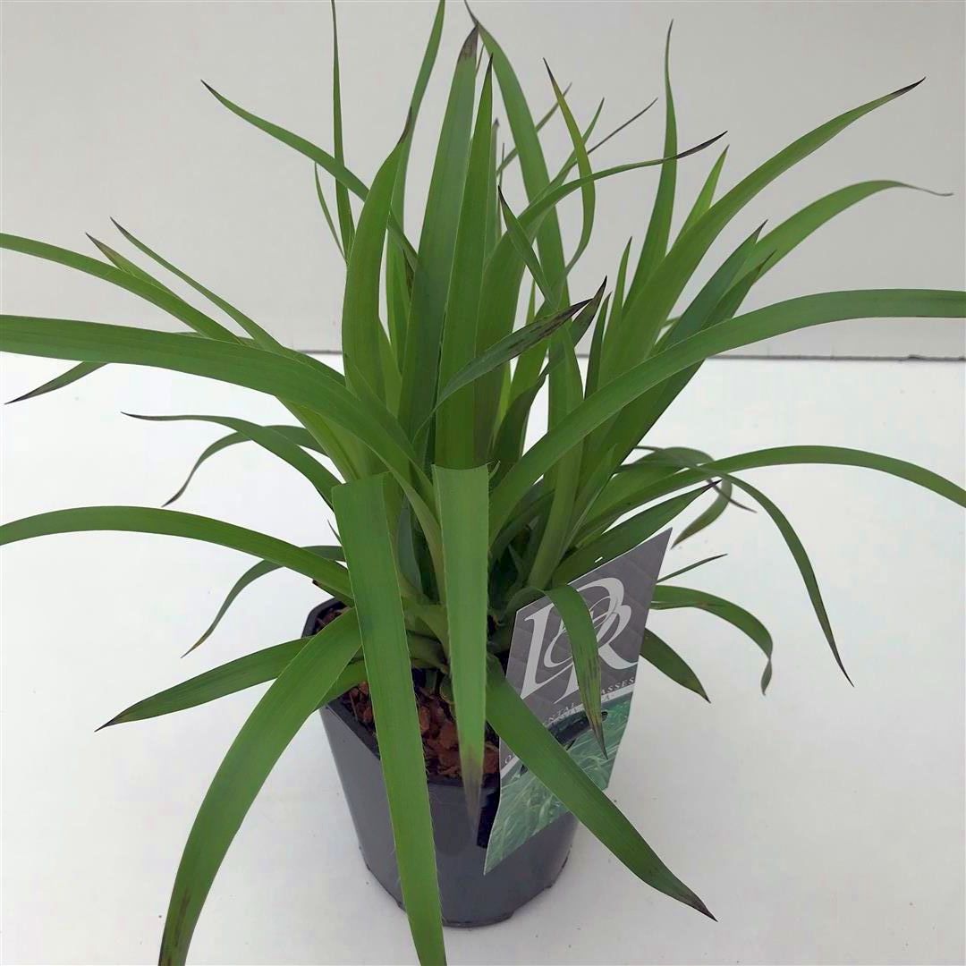Luzula sylvatica C2 (2 liters kruka)
