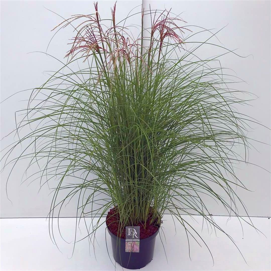 Miscanthus sinensis &