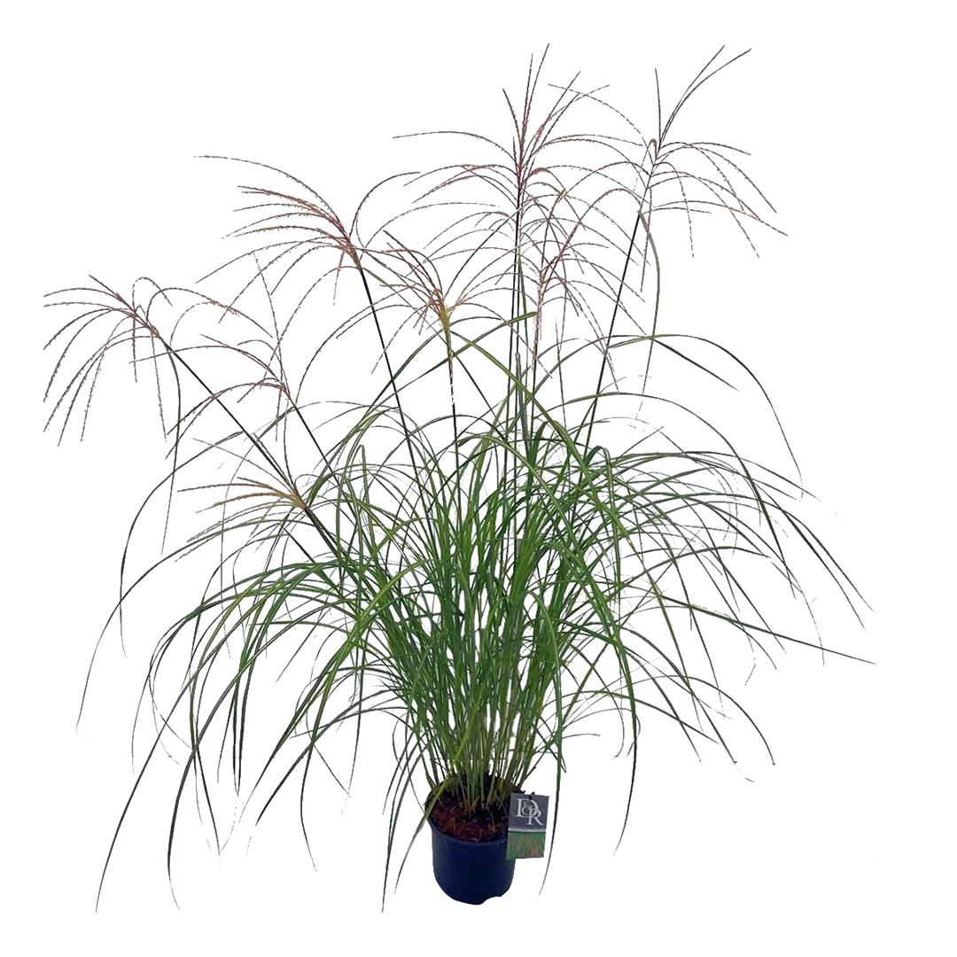 Miscanthus sin. &