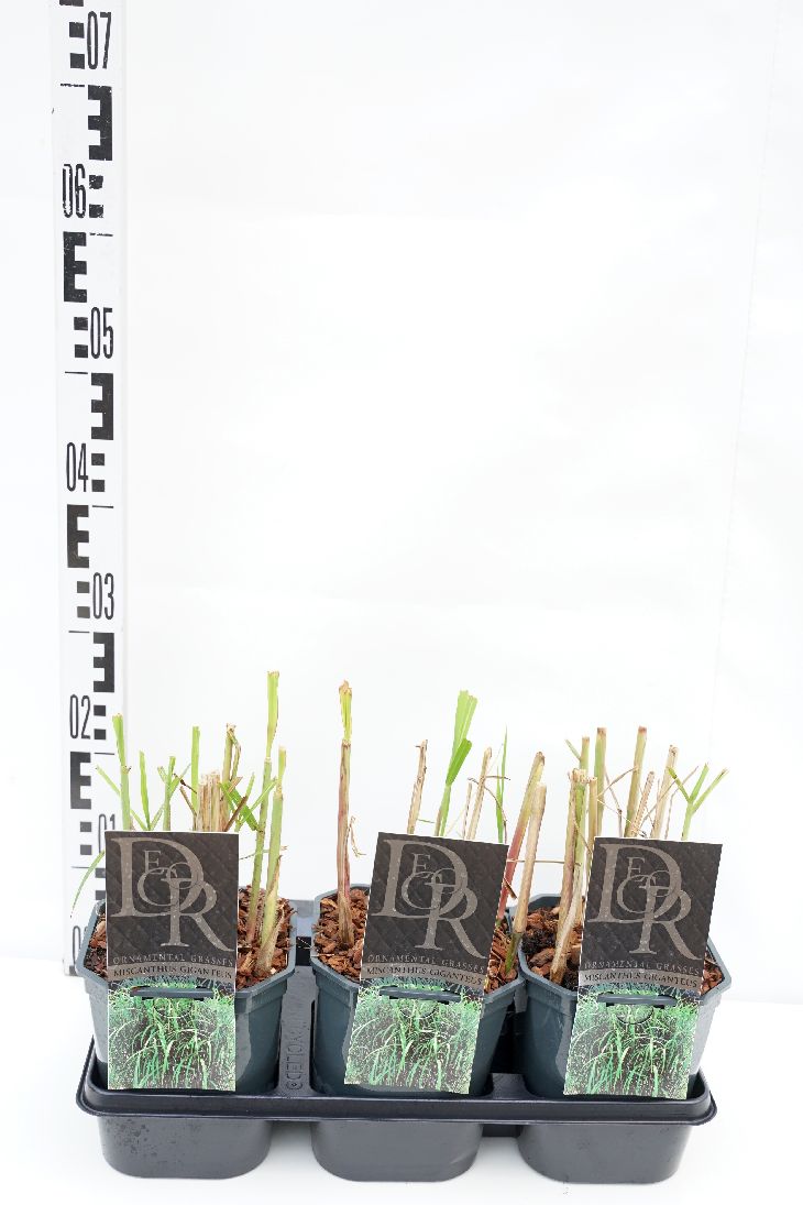 Miscanthus sin. &
