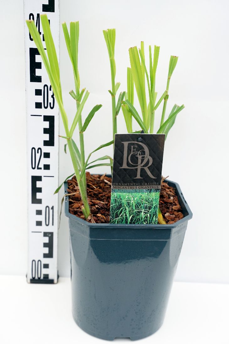 Miscanthus sin. &
