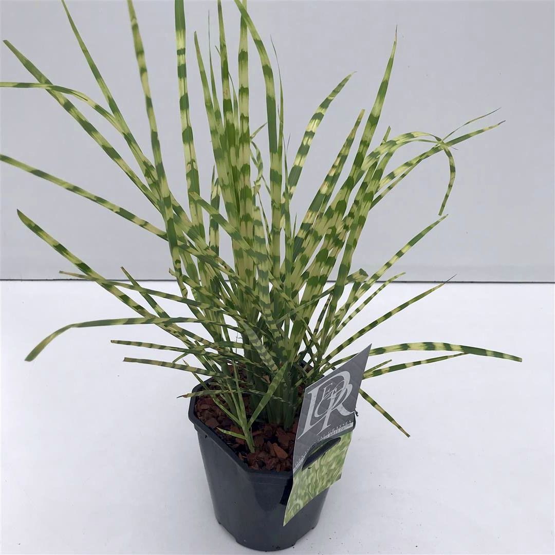 Miscanthus sinensis &