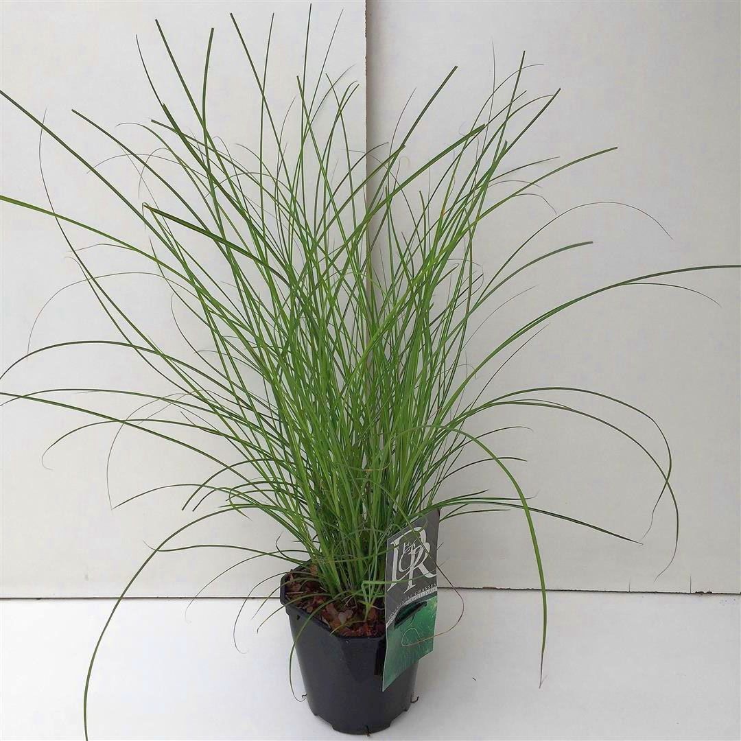 Miscanthus sin. &