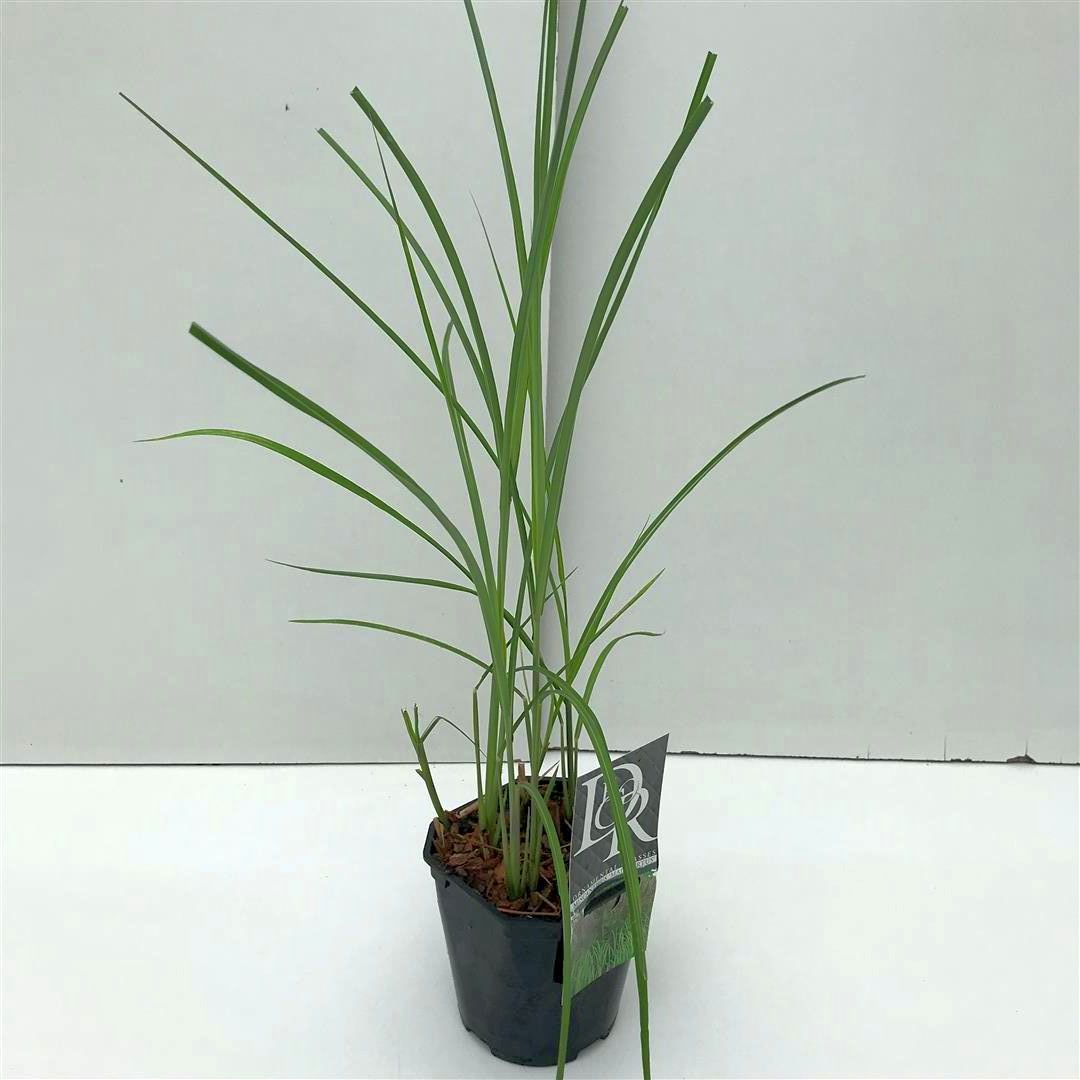 Miscanthus sinensis &